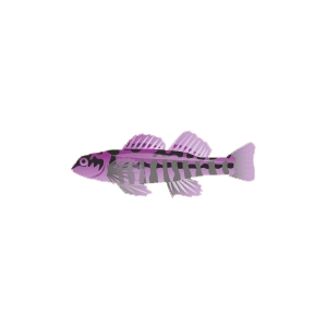 Purple Passion Danio